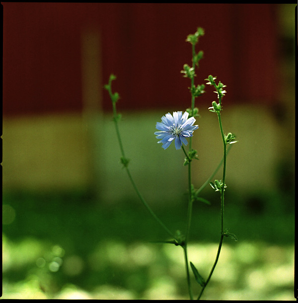 Capellagardenに咲いていた一輪の花