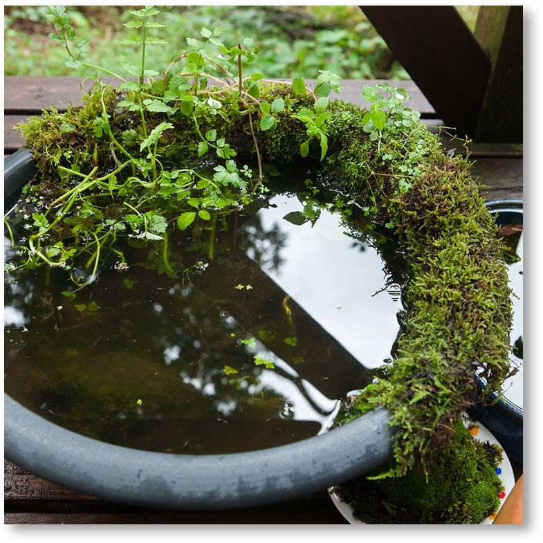 苔に覆われたメダカの池