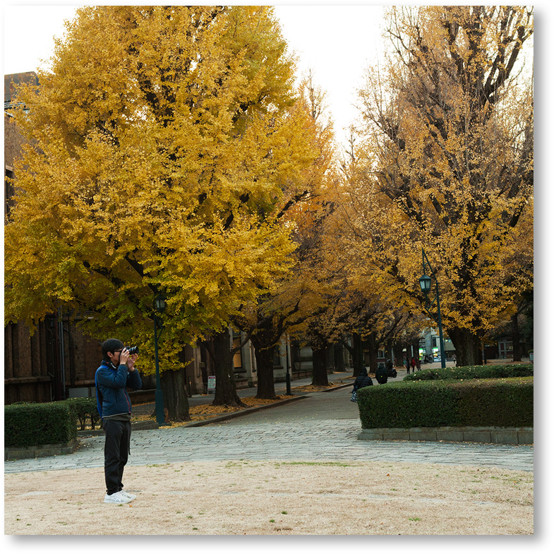 “東京大学銀杏並木”