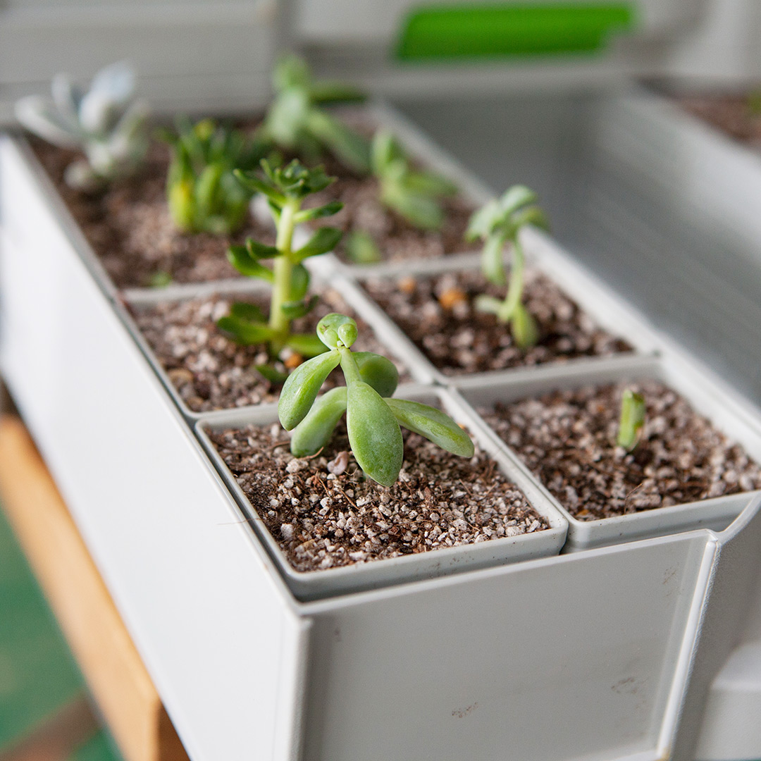 工具箱に植えた多肉植物