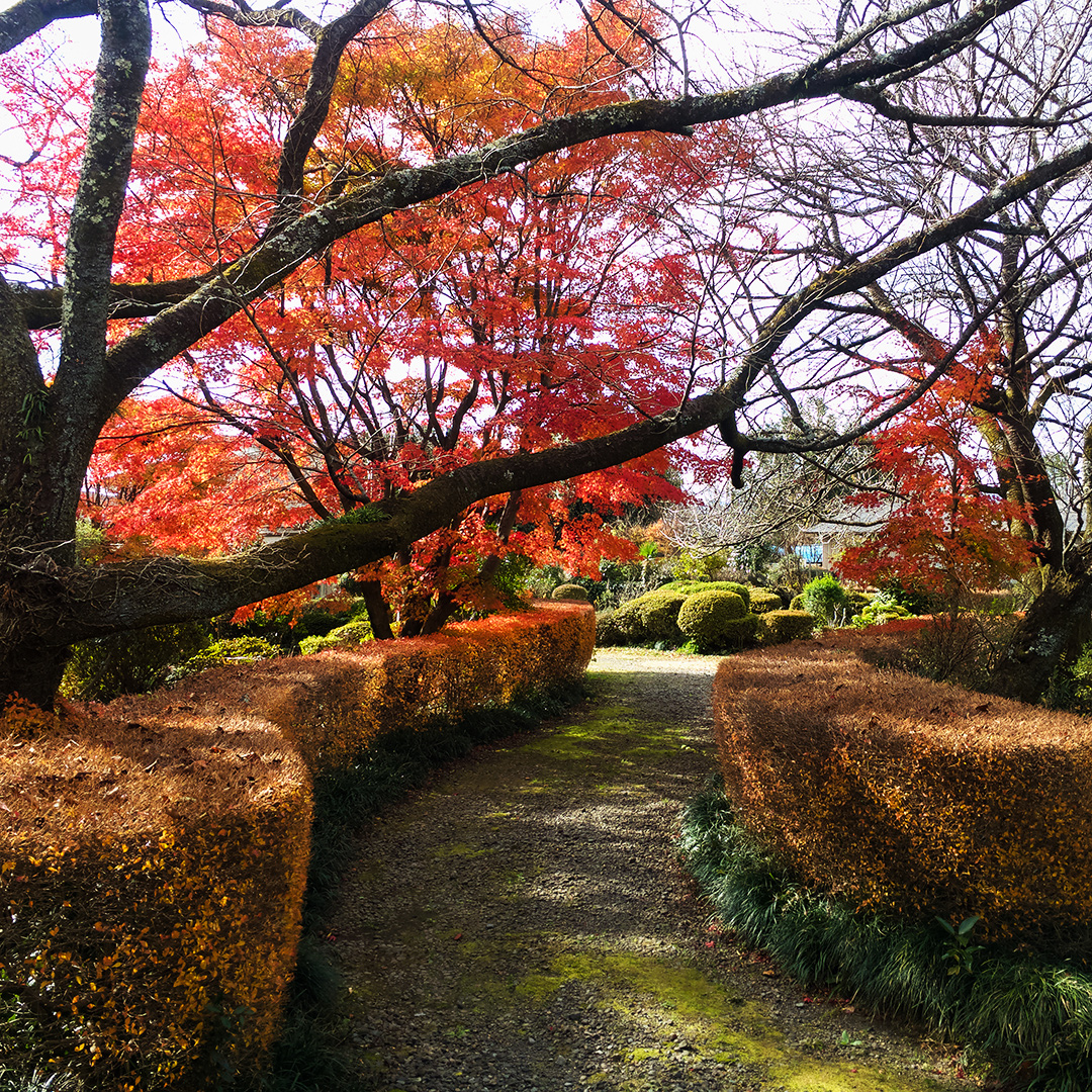 庭の美しい紅葉