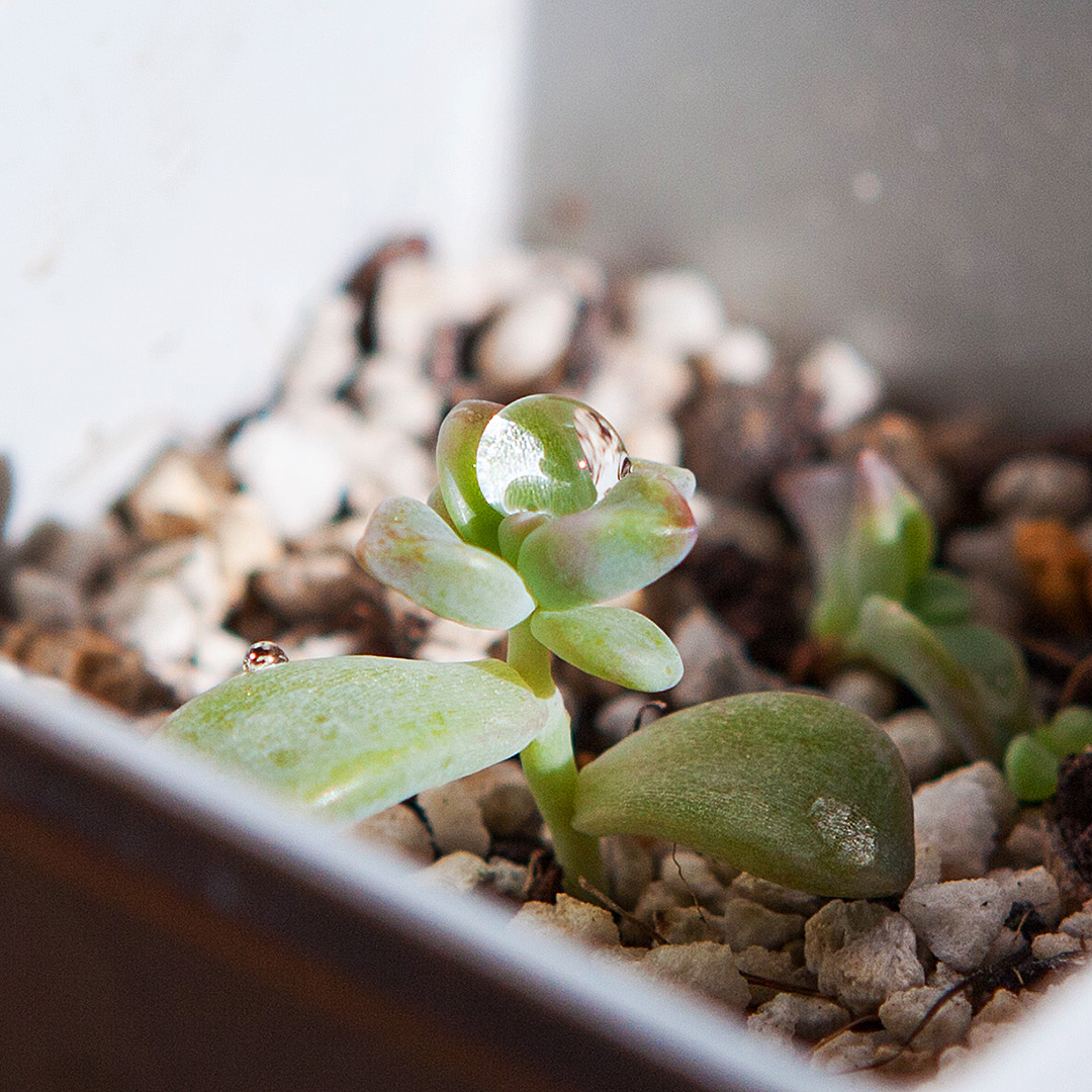 多肉植物に付いた水玉