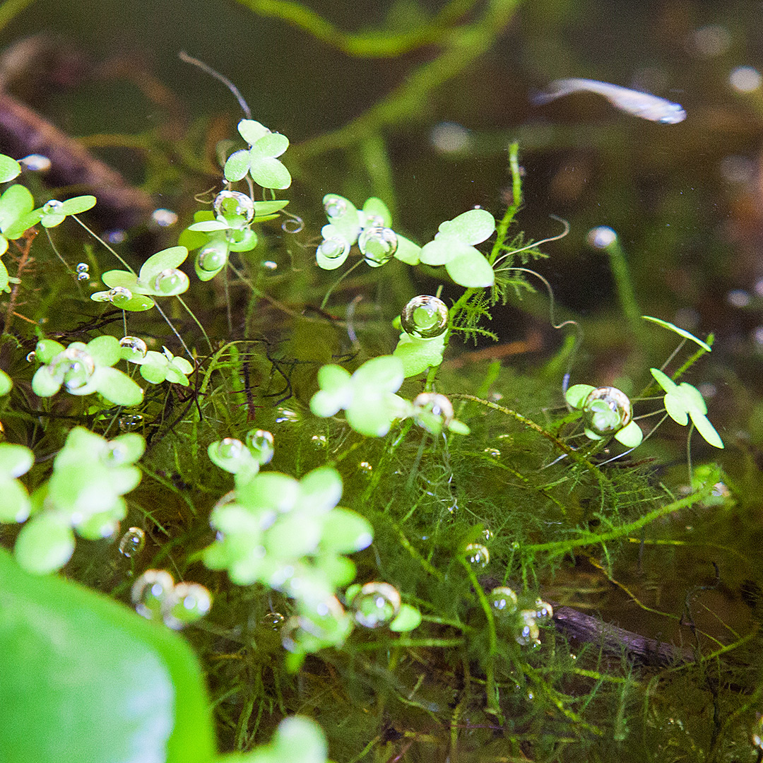 メダカ水槽の水草についた泡