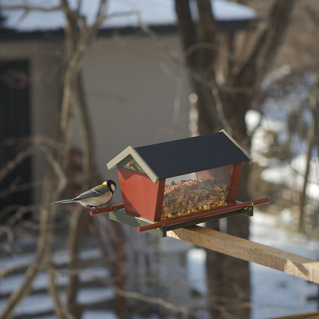 鳥の餌台