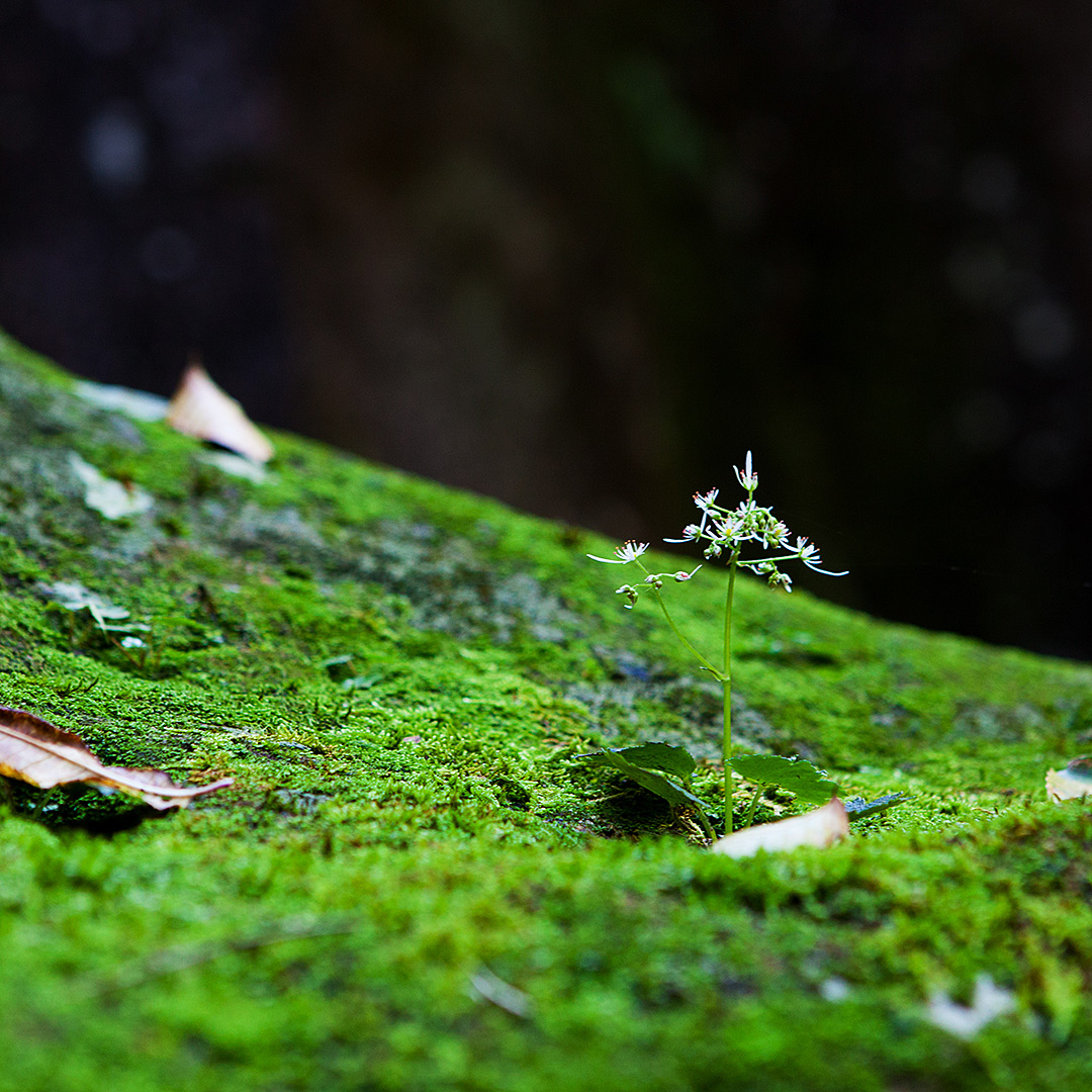 岩苔から伸びる小さな野草