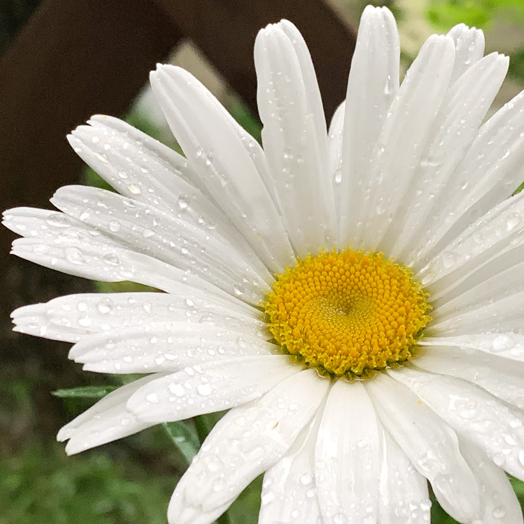 花だけだとつまらない