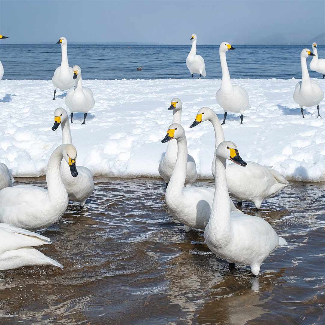 猪苗代湖の白鳥たち