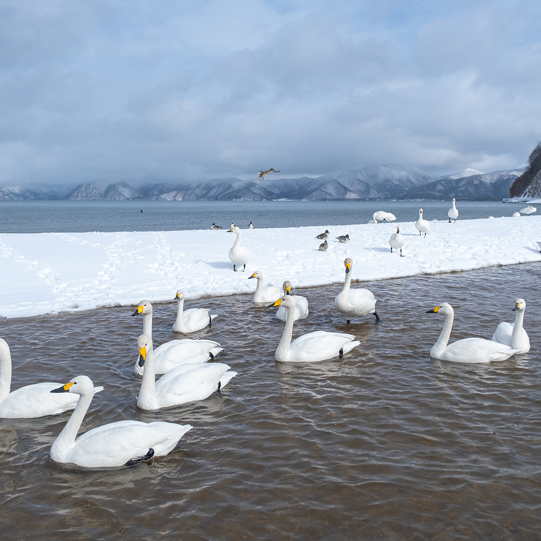 水鳥がたくさん