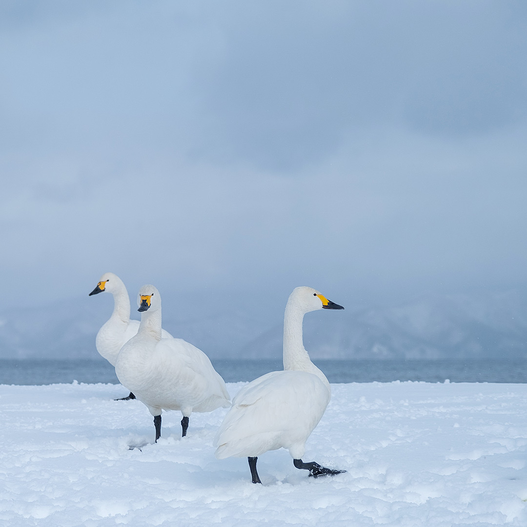 白鳥の湖