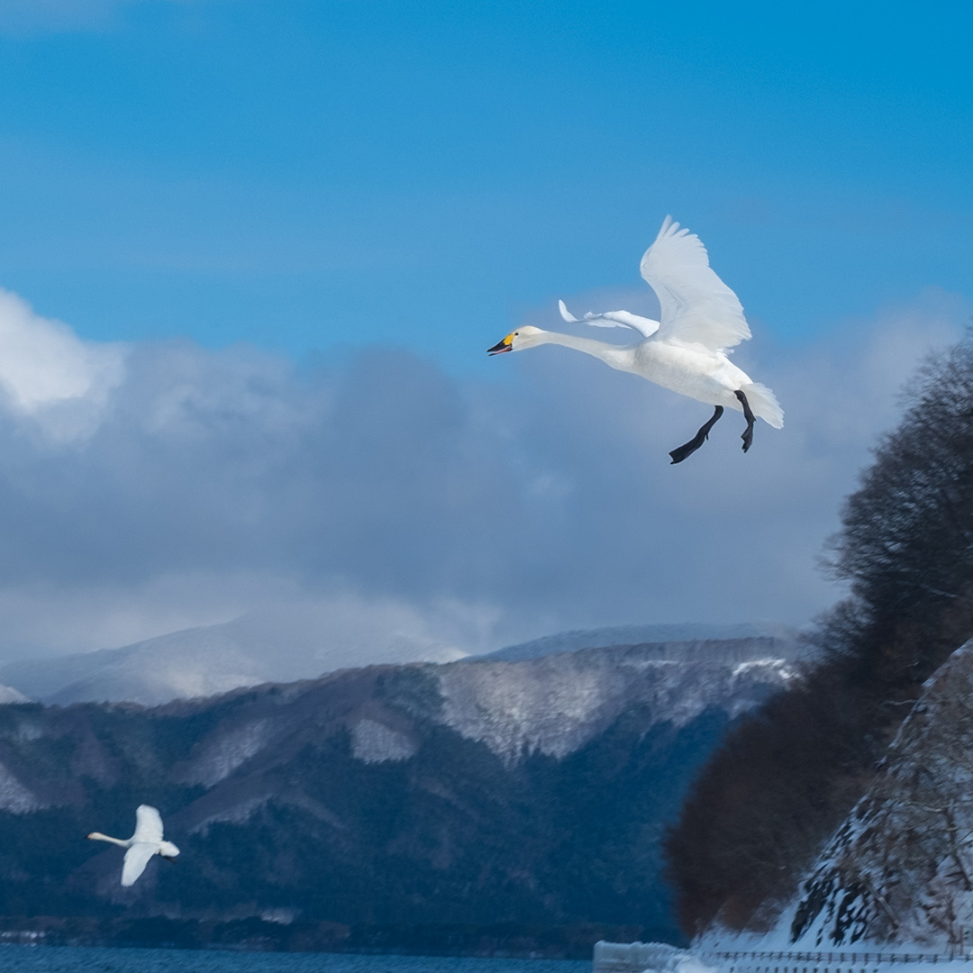 降下してくる白鳥