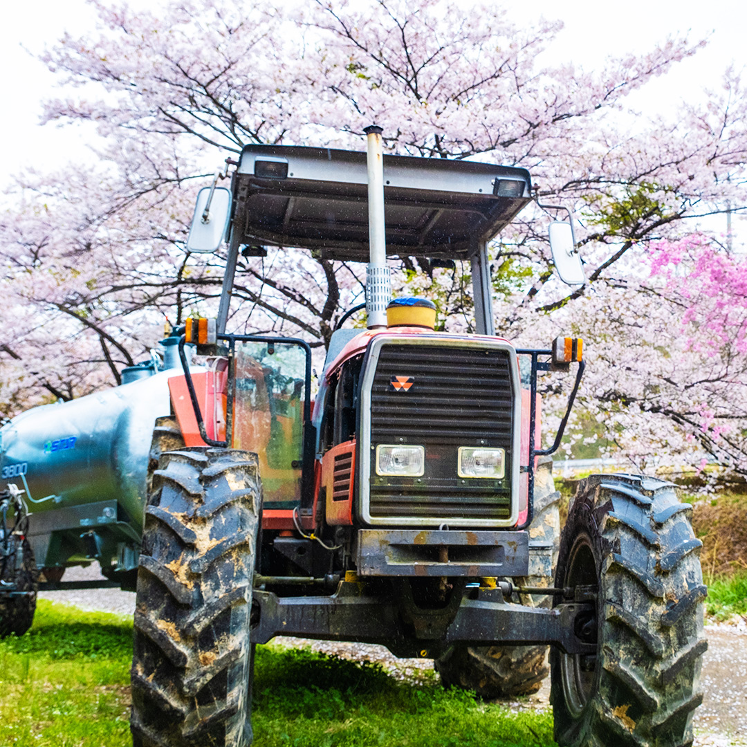 トラクターと桜