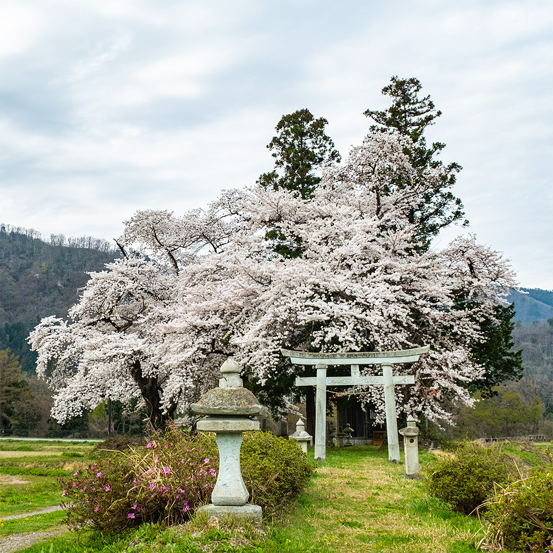 桜を求めて北へ