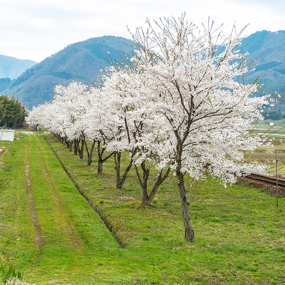 線路沿いの桜並木