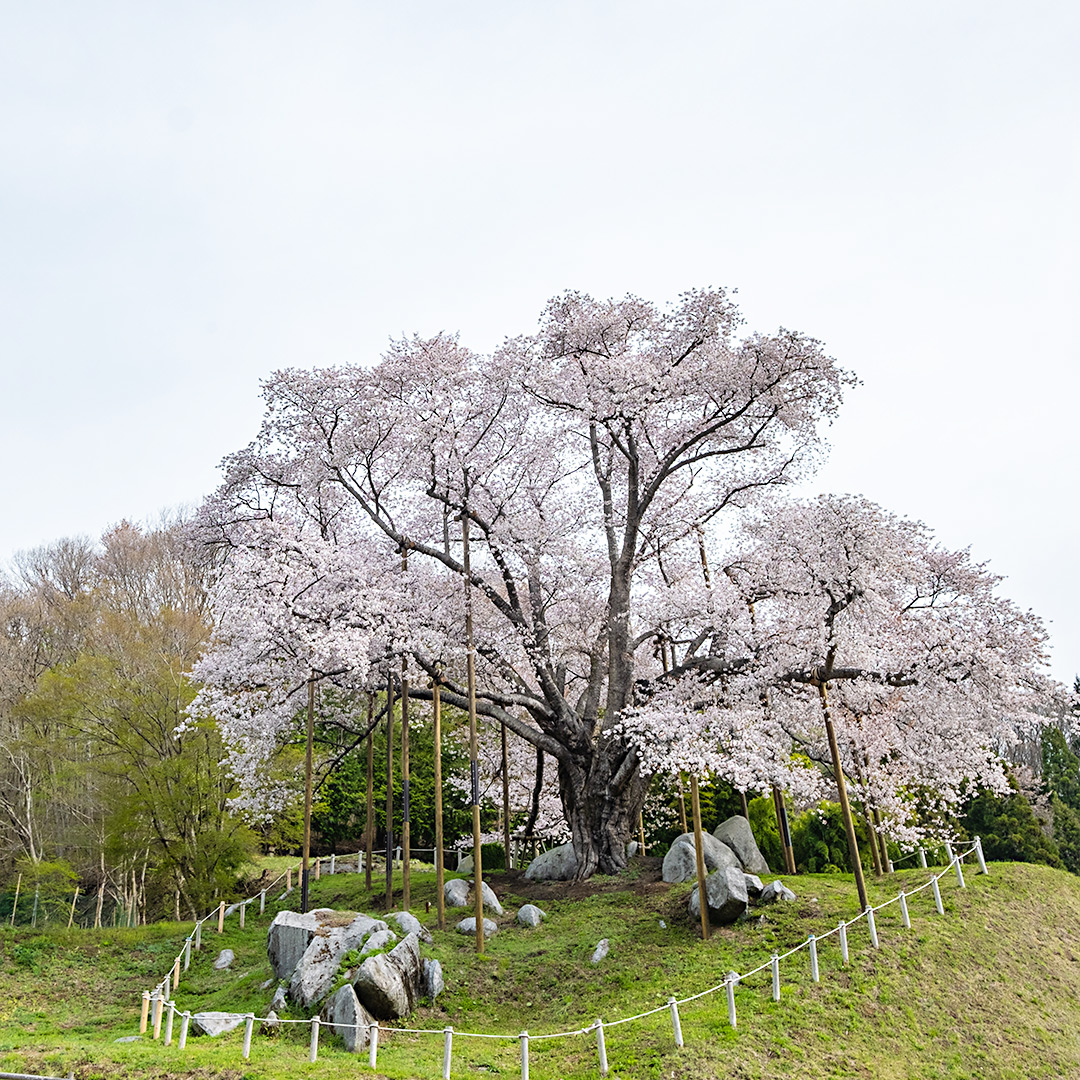 腰代の桜