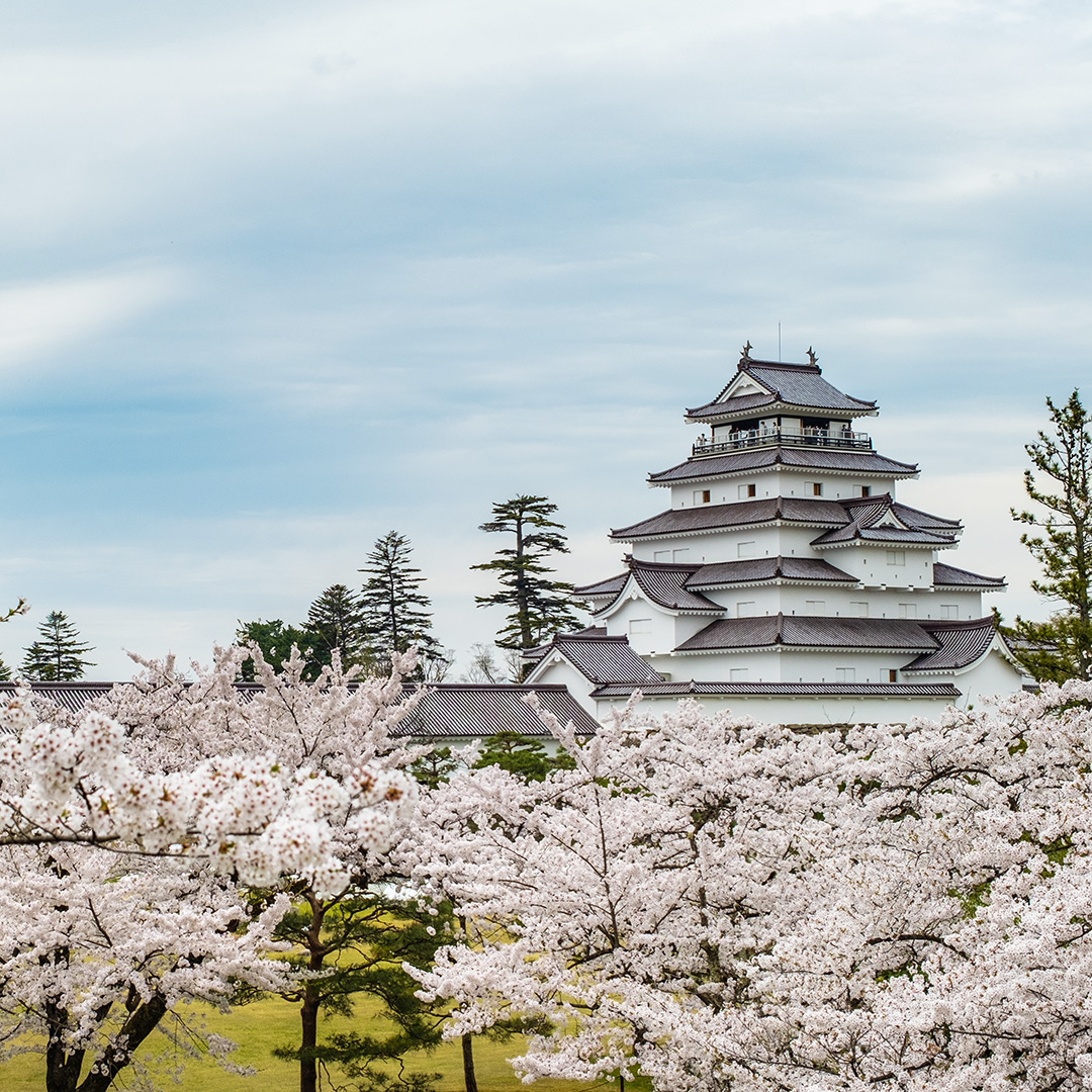 鶴ヶ城と桜