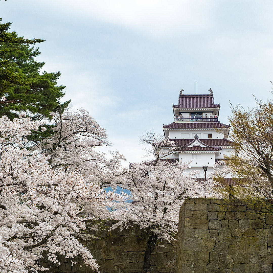 会津若松城と桜