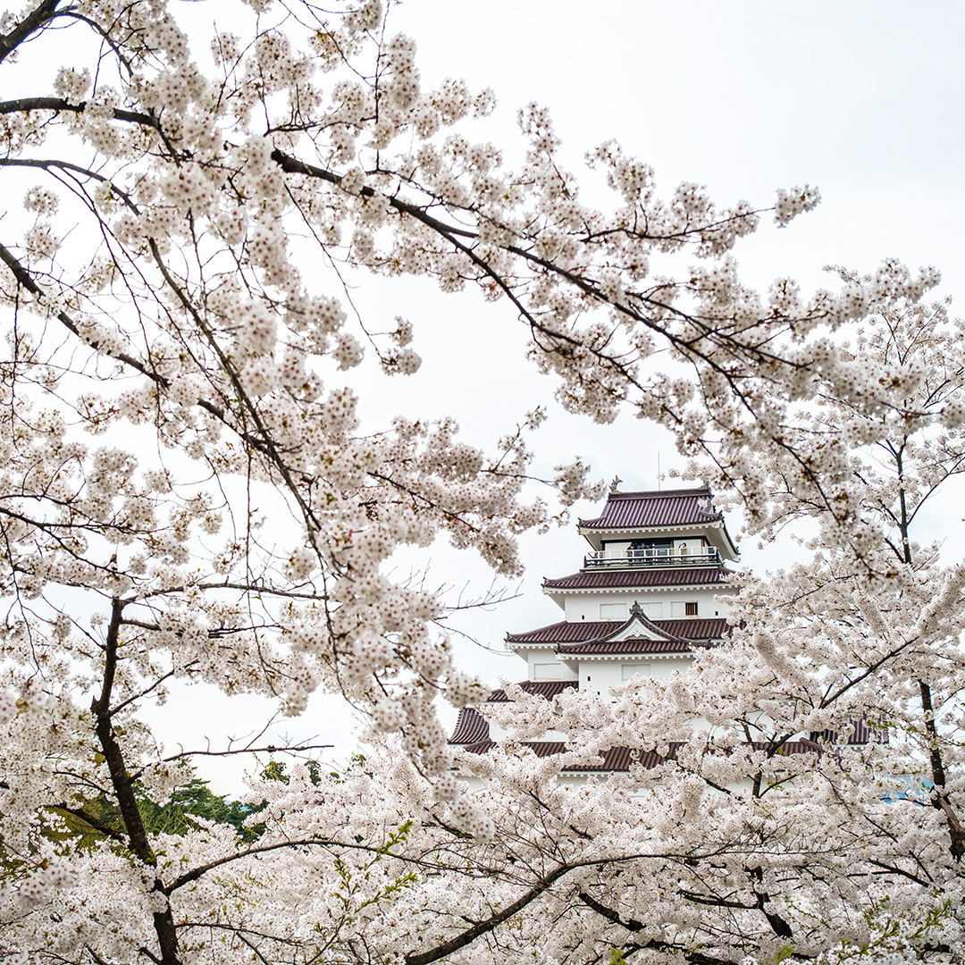 満開の桜と鶴ヶ城