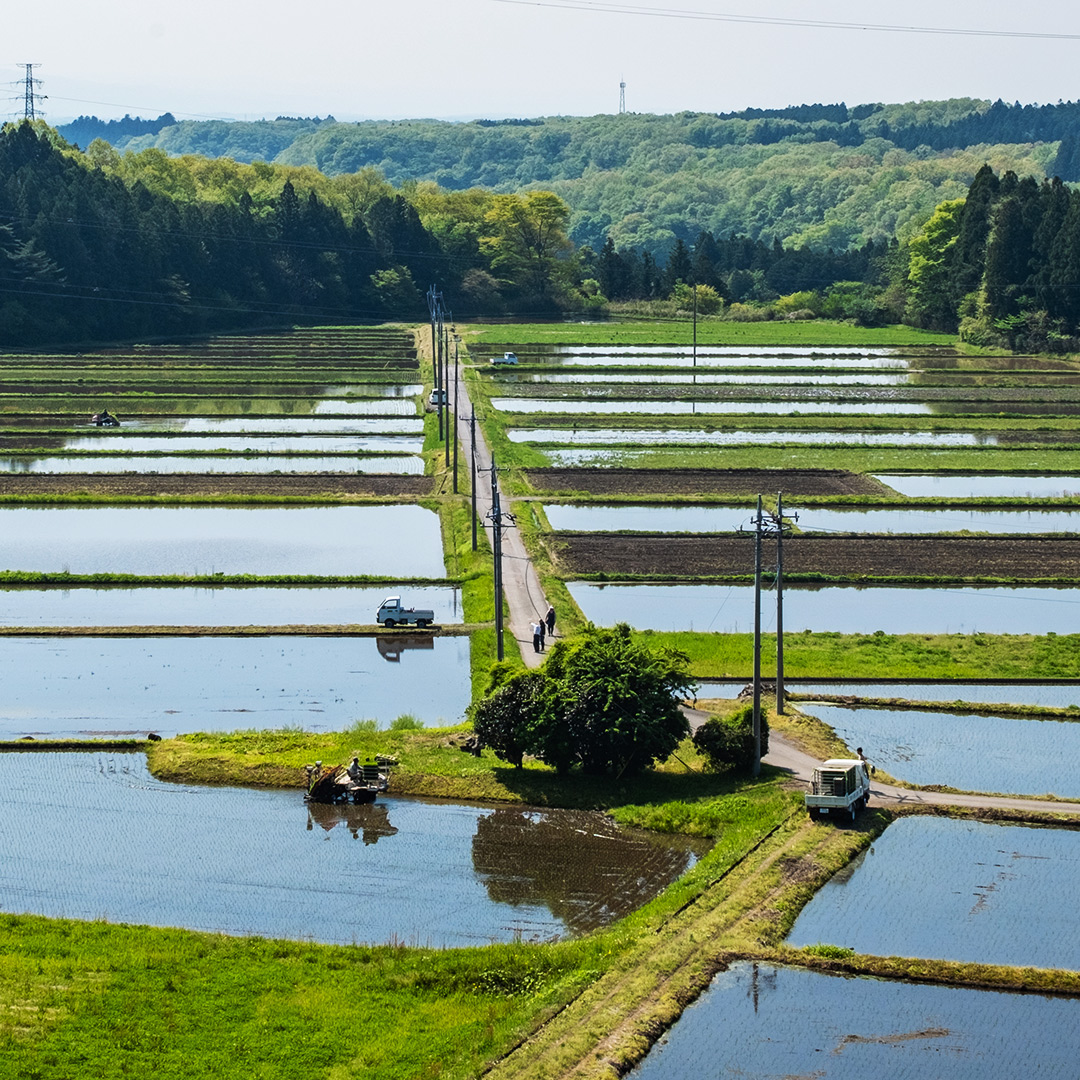 田植えの風景