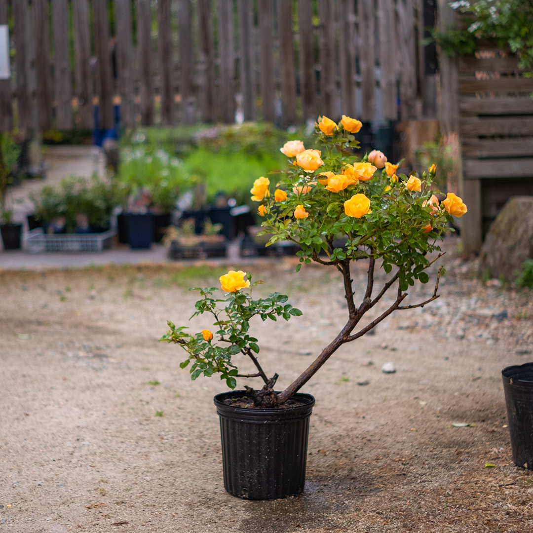 盆栽のような薔薇