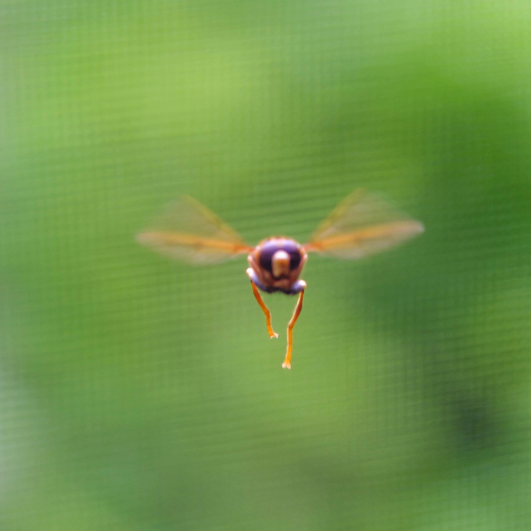 ホバリング中の蜂