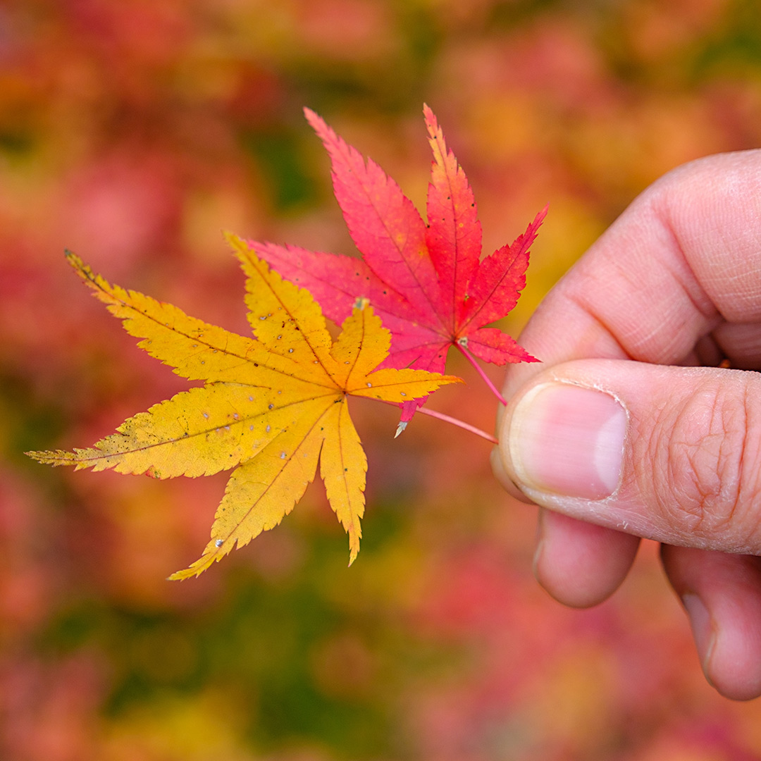 紅葉の葉っぱ