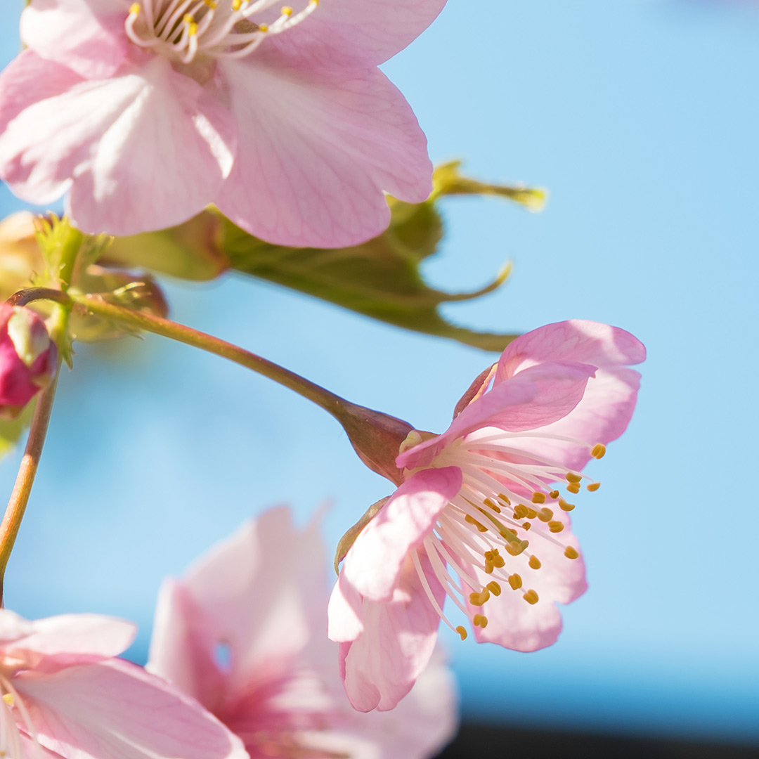 蔦屋書店の桜