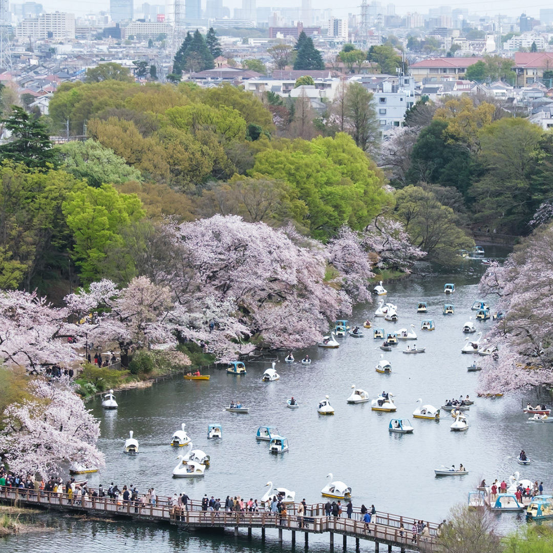 井の頭公園の桜