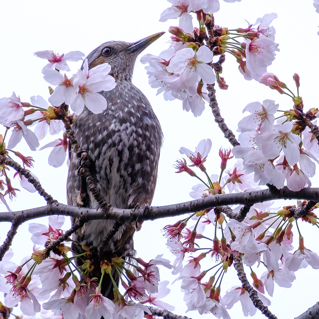 ヒヨドリと桜