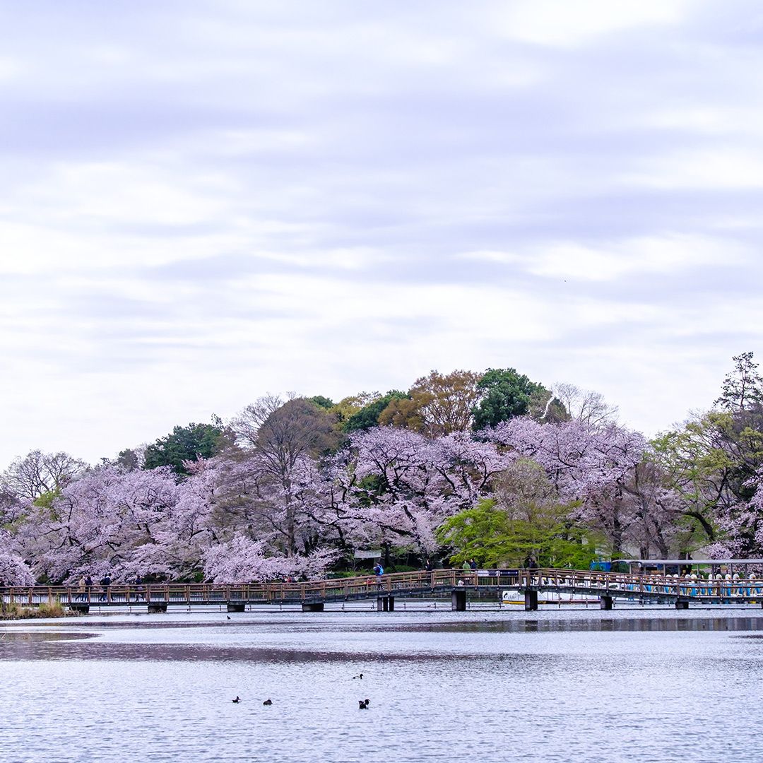 早朝の井の頭公園