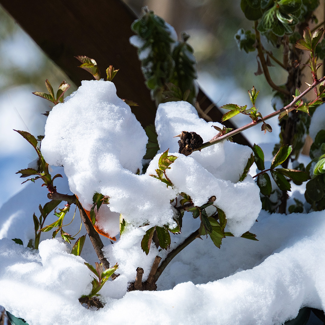 イースターの朝に積雪