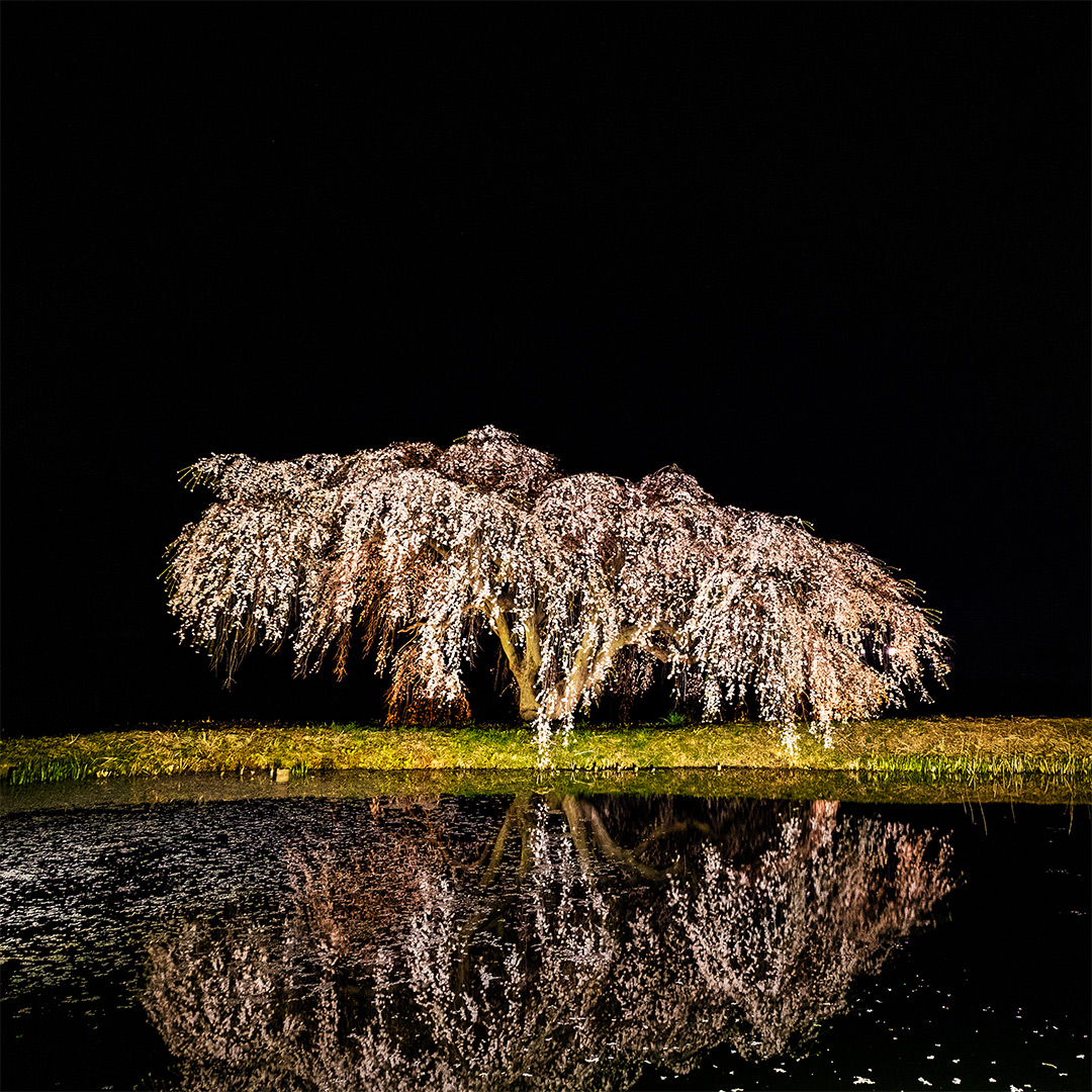 棚倉町の花園しだれ桜