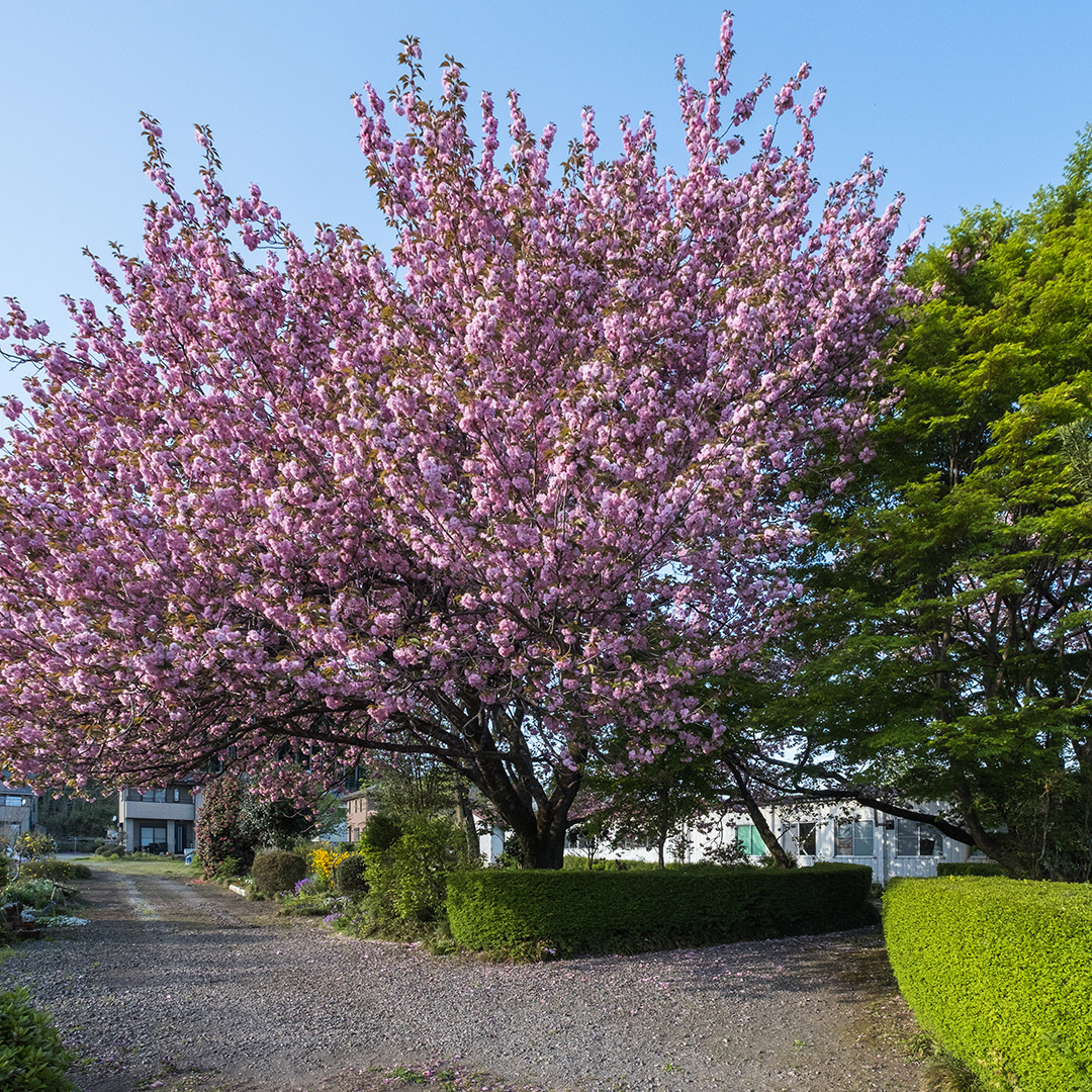 桜ともみじ