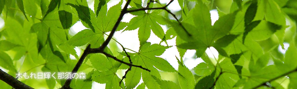 ブログ 木もれ日輝く那須の森 夏の緑色のモミジの葉